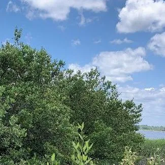 thumbnail for publication: Factors Driving Mangrove Range Expansion